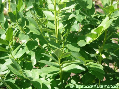 Image Dictamnus albus