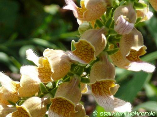 Bild Digitalis lanata