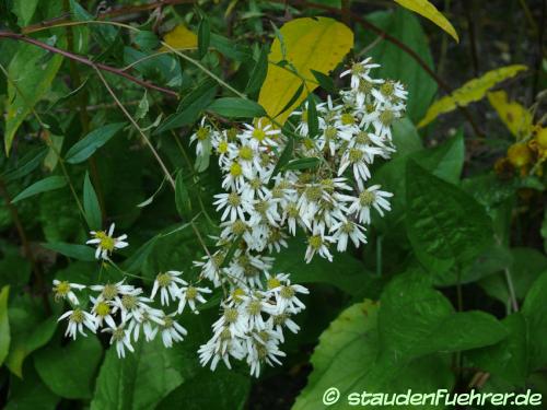 Image Doellingeria umbellata var umbellata