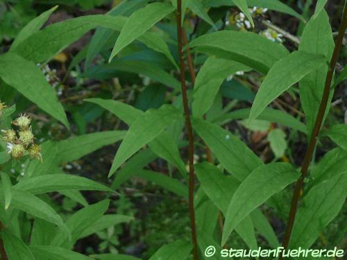 Bild Doellingeria umbellata var umbellata