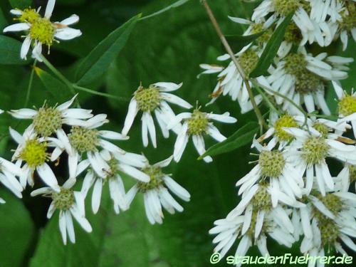 Bild Doellingeria umbellata var umbellata