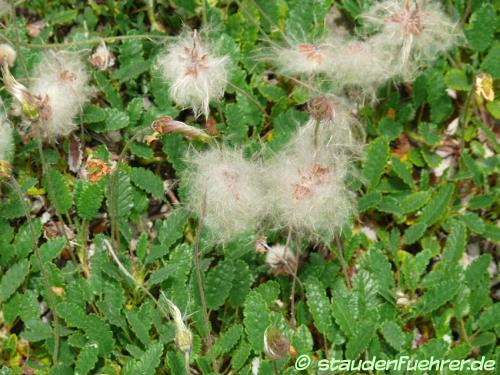 Image Dryas octopetala