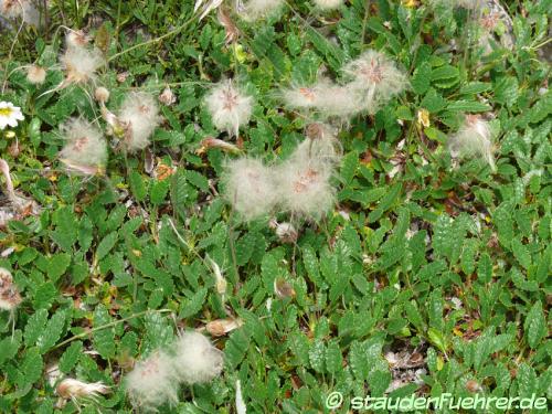 Image Dryas octopetala