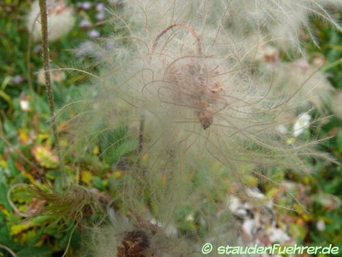 Bild Dryas octopetala