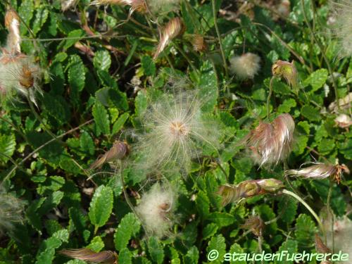 Image Dryas octopetala