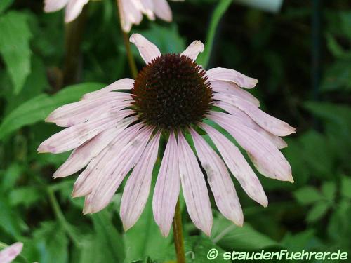 Bild Echinacea purpurea