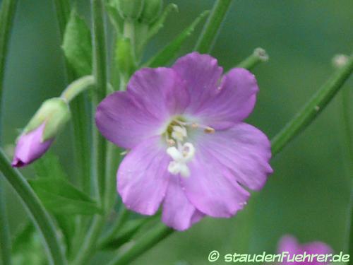 Bild Epilobium hirsutum