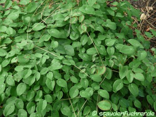 Bild Epimedium grandiflorum 'Nanum'