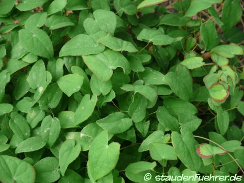 Image Epimedium grandiflorum 'Nanum'