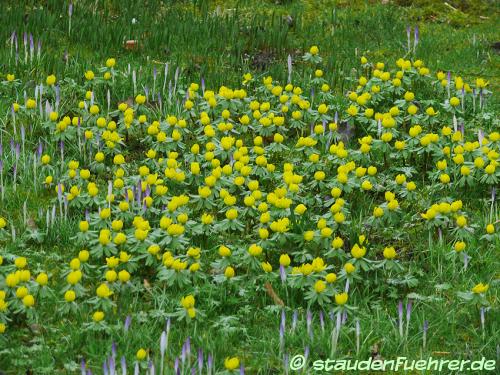 Image Eranthis hyemalis