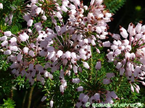 Image Erica australis