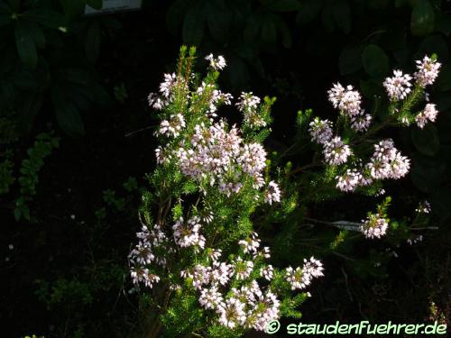 Bild Erica australis