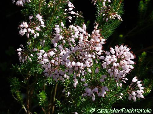 Image Erica australis