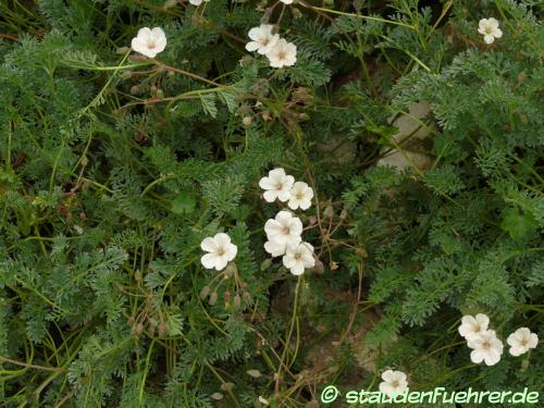 Image Erodium chrysanthemum