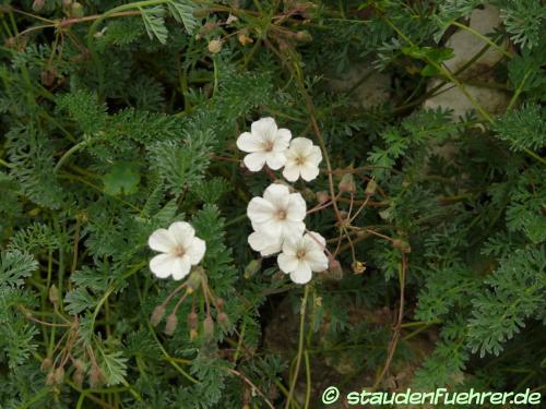 Image Erodium chrysanthemum