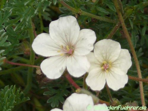 Image Erodium chrysanthemum