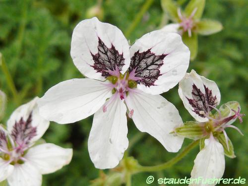 Bild Erodium guttatum