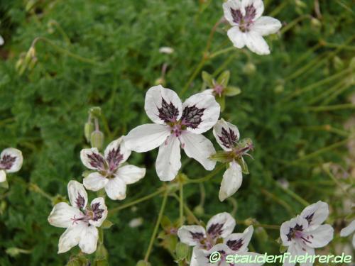 Bild Erodium guttatum