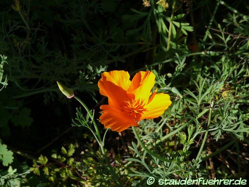 Image Eschscholzia californica