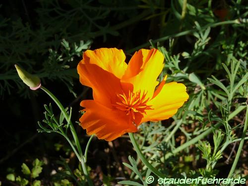 Image Eschscholzia californica