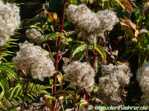 Image Eupatorium cannabinum