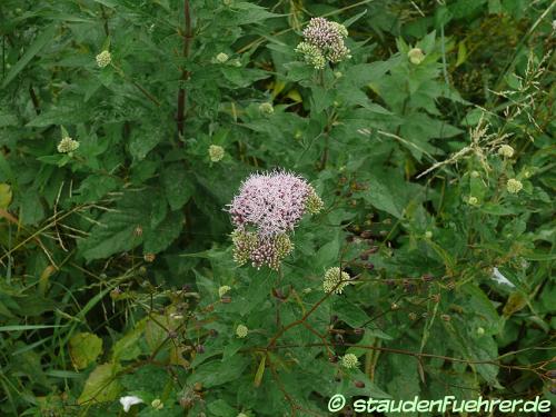 Image Eupatorium cannabinum