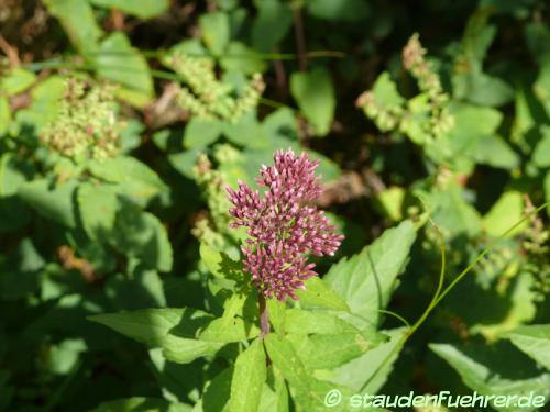 Bild Eupatorium cannabinum