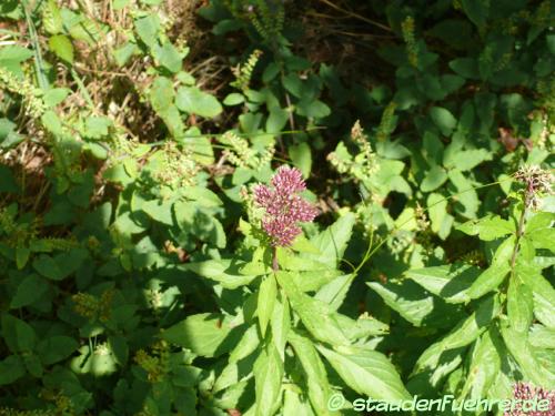 Image Eupatorium cannabinum