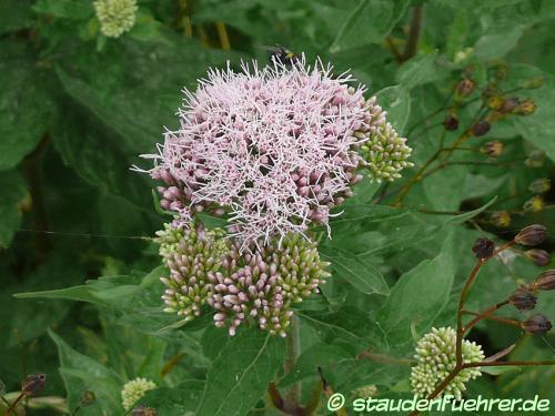 Image Eupatorium cannabinum