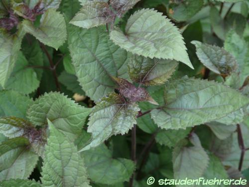 Image Eupatorium rugosum 'Braunlaub'