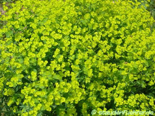 Bild Euphorbia characias ssp wulfenii