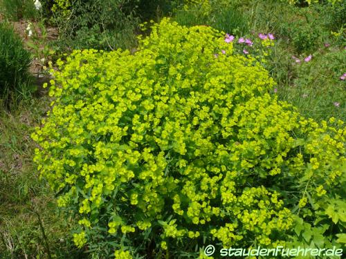 Image Euphorbia characias ssp wulfenii