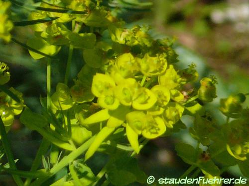 Image Euphorbia cyparissias