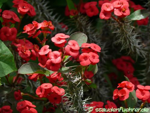 Image Euphorbia splendens