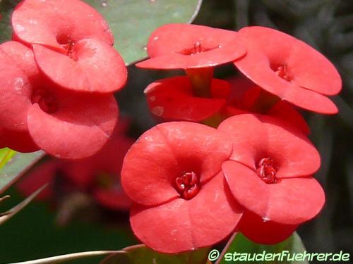 Bild Euphorbia splendens