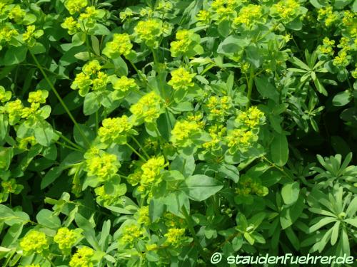 Bild Euphorbia verrucosa