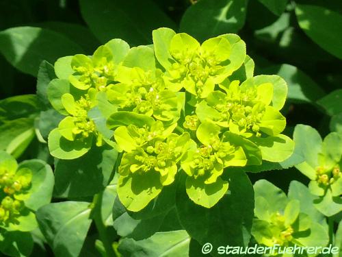 Bild Euphorbia verrucosa