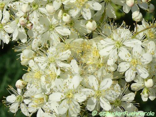 Image Filipendula vulgaris