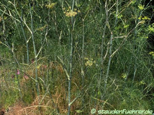 Bild Foeniculum vulgare