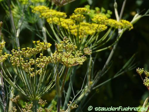 Bild Foeniculum vulgare