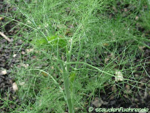 Image Foeniculum vulgare