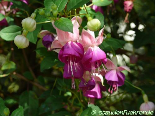 Image Fuchsia 'Paula Jane'