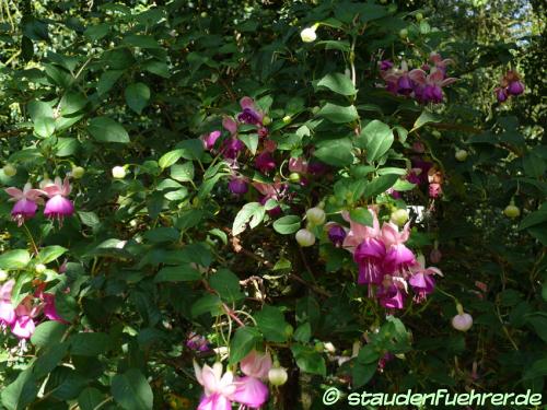 Image Fuchsia 'Paula Jane'