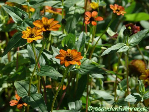 Image Gaillardia aristata