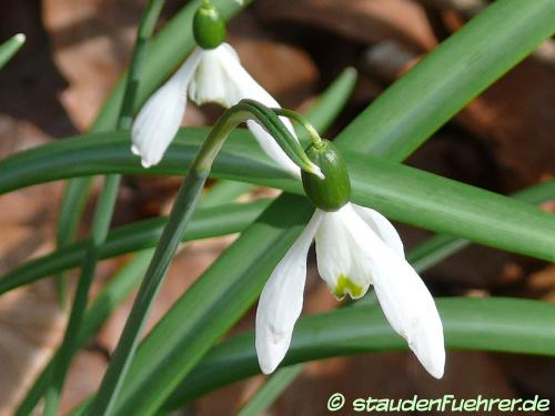 Bild Galanthus nivalis