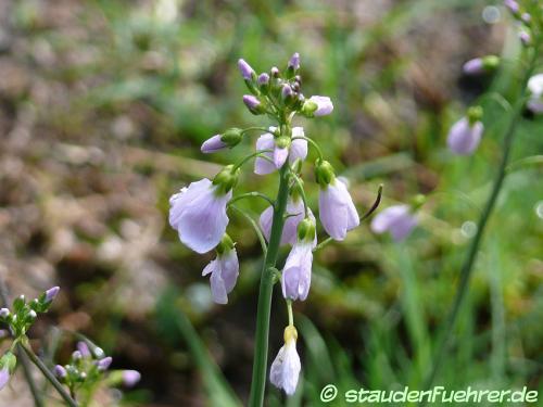 Bild Galega officinalis