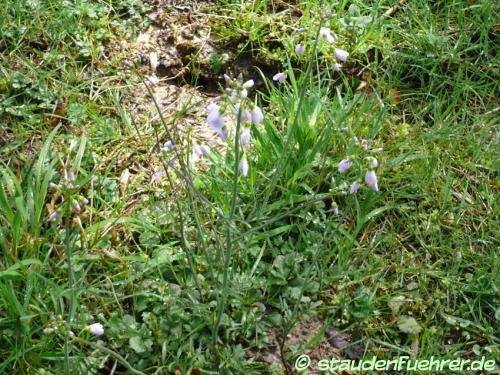 Image Galega officinalis