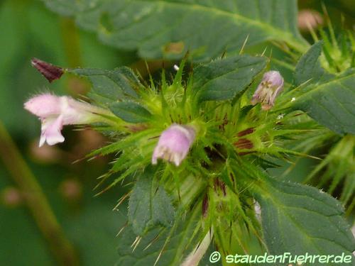 Image Galeopsis tetrahit