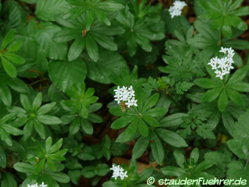 Bild Galium odoratum