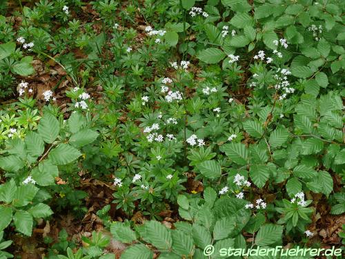 Image Galium odoratum